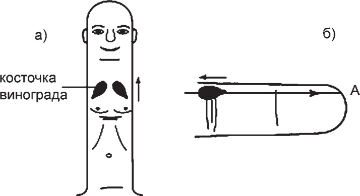 Иллюстрация к книге — Суджок - исцеляющий самомассаж. Основные приемы [autogen_ebook_id34.jpg]
