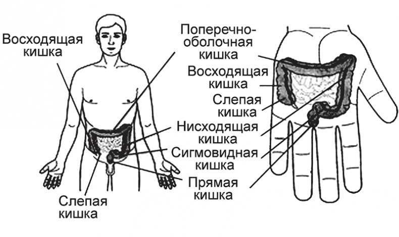 Иллюстрация к книге — Суджок - исцеляющий самомассаж. Основные приемы [autogen_ebook_id35.jpg]