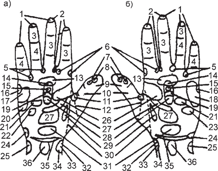 Иллюстрация к книге — Суджок - исцеляющий самомассаж. Основные приемы [autogen_ebook_id5.jpg]