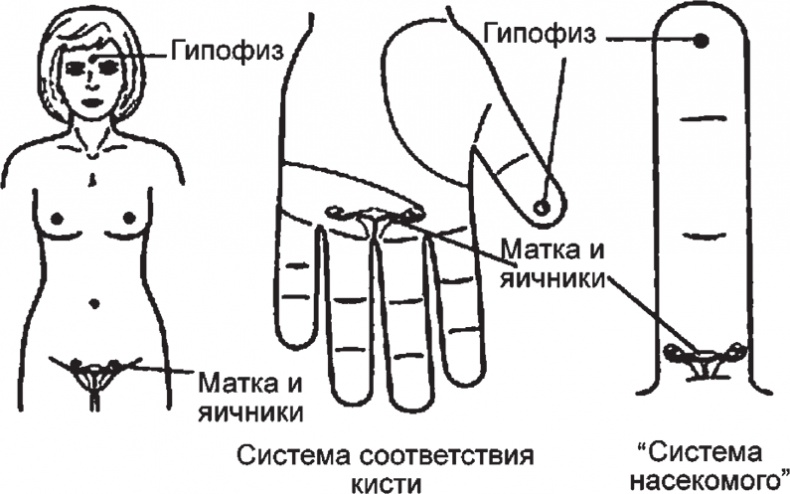 Иллюстрация к книге — Суджок - исцеляющий самомассаж. Основные приемы [autogen_ebook_id52.jpg]