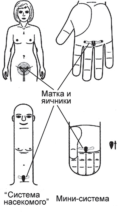 Иллюстрация к книге — Суджок - исцеляющий самомассаж. Основные приемы [autogen_ebook_id54.jpg]