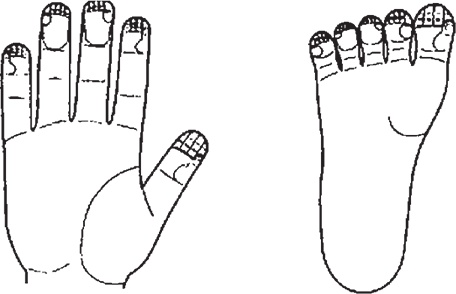 Иллюстрация к книге — Суджок - исцеляющий самомассаж. Основные приемы [autogen_ebook_id8.jpg]