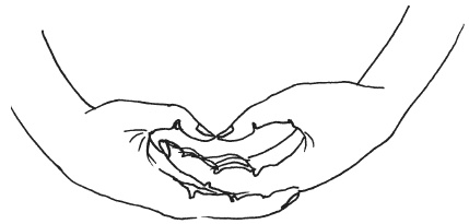 Иллюстрация к книге — Мудры. Мантры. Медитации. Основные практики [i_013.jpg]