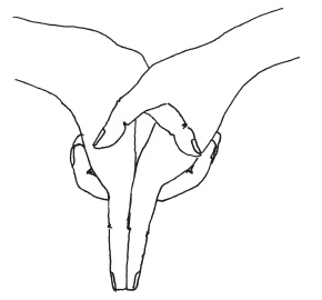 Иллюстрация к книге — Мудры. Мантры. Медитации. Основные практики [i_017.jpg]