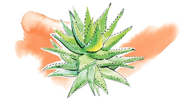 Иллюстрация к книге — Наука красоты. Из чего на самом деле состоит косметика [i_007.jpg]