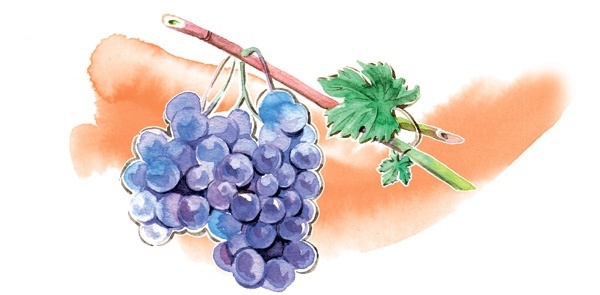 Иллюстрация к книге — Наука красоты. Из чего на самом деле состоит косметика [i_013.jpg]