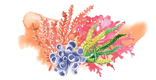 Иллюстрация к книге — Наука красоты. Из чего на самом деле состоит косметика [i_014.jpg]