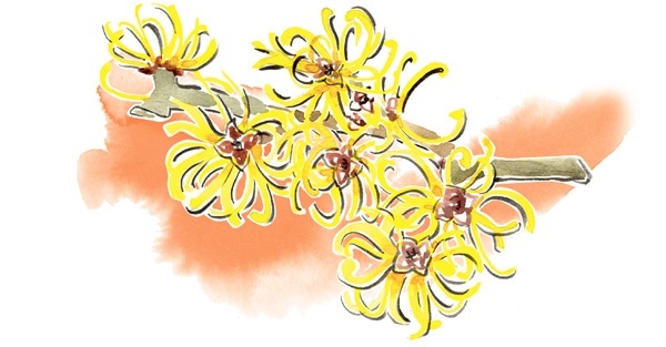 Иллюстрация к книге — Наука красоты. Из чего на самом деле состоит косметика [i_016.jpg]