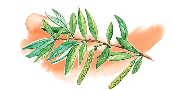 Иллюстрация к книге — Наука красоты. Из чего на самом деле состоит косметика [i_024.jpg]