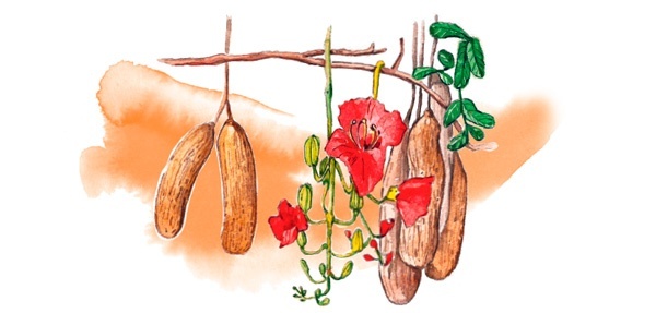 Иллюстрация к книге — Наука красоты. Из чего на самом деле состоит косметика [i_029.jpg]