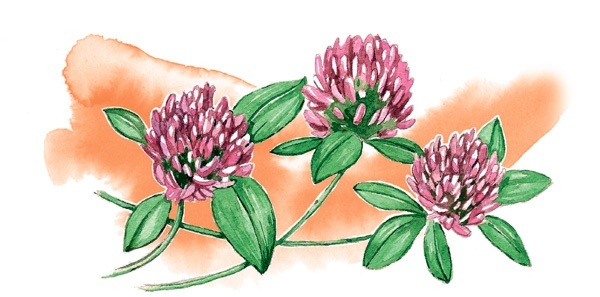 Иллюстрация к книге — Наука красоты. Из чего на самом деле состоит косметика [i_030.jpg]