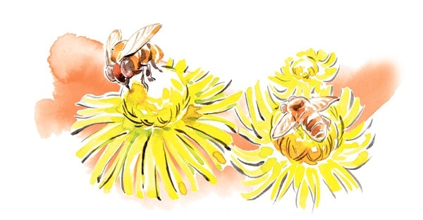 Иллюстрация к книге — Наука красоты. Из чего на самом деле состоит косметика [i_036.jpg]