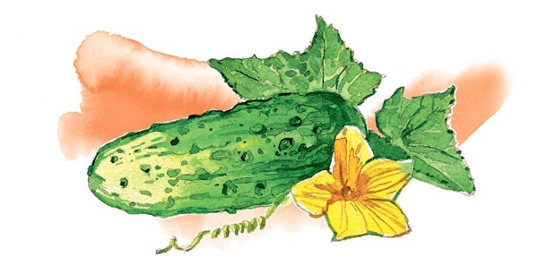 Иллюстрация к книге — Наука красоты. Из чего на самом деле состоит косметика [i_040.jpg]