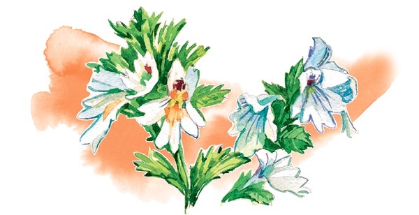 Иллюстрация к книге — Наука красоты. Из чего на самом деле состоит косметика [i_042.jpg]