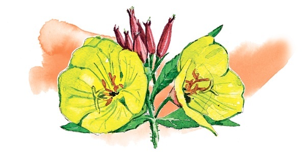 Иллюстрация к книге — Наука красоты. Из чего на самом деле состоит косметика [i_047.jpg]