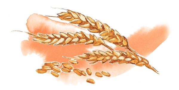 Иллюстрация к книге — Наука красоты. Из чего на самом деле состоит косметика [i_049.jpg]