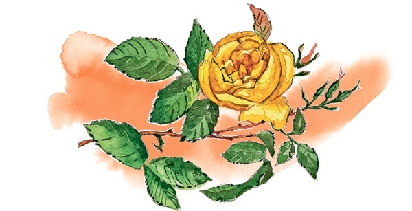 Иллюстрация к книге — Наука красоты. Из чего на самом деле состоит косметика [i_050.jpg]