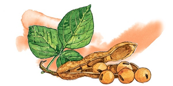 Иллюстрация к книге — Наука красоты. Из чего на самом деле состоит косметика [i_056.jpg]