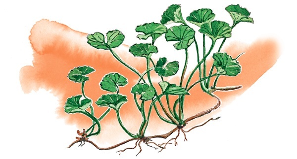 Иллюстрация к книге — Наука красоты. Из чего на самом деле состоит косметика [i_060.jpg]