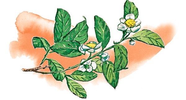 Иллюстрация к книге — Наука красоты. Из чего на самом деле состоит косметика [i_063.jpg]