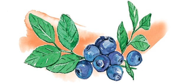 Иллюстрация к книге — Наука красоты. Из чего на самом деле состоит косметика [i_065.jpg]