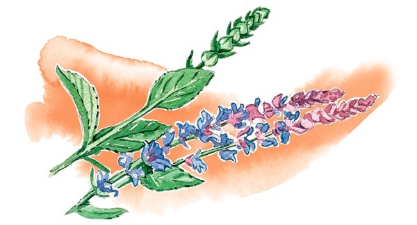 Иллюстрация к книге — Наука красоты. Из чего на самом деле состоит косметика [i_066.jpg]