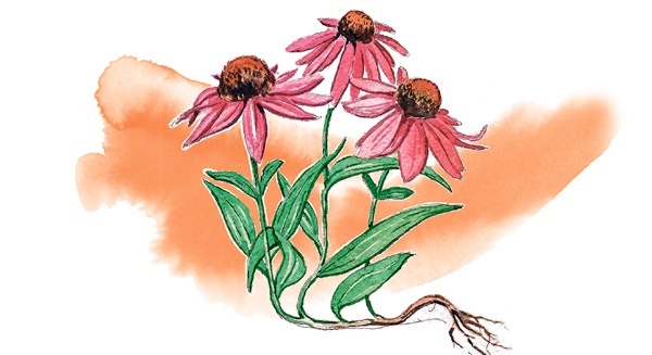 Иллюстрация к книге — Наука красоты. Из чего на самом деле состоит косметика [i_069.jpg]