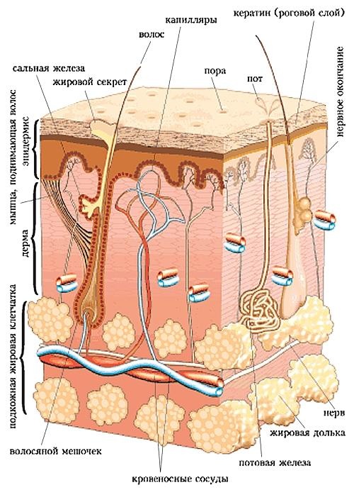 Иллюстрация к книге — Опасные родинки [autogen_ebook_id122.jpg]