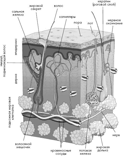 Иллюстрация к книге — Опасные родинки [autogen_ebook_id2.jpg]