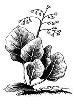 Иллюстрация к книге — Лечебные чаи, сборы, настои [img_1.jpg]