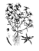 Иллюстрация к книге — Лечебные чаи, сборы, настои [img_11.jpg]