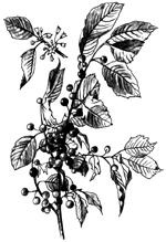 Иллюстрация к книге — Лечебные чаи, сборы, настои [img_6.jpg]