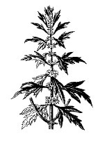 Иллюстрация к книге — Лечебные чаи, сборы, настои [img_7.jpg]