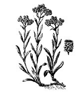 Иллюстрация к книге — Лечебные чаи, сборы, настои [img_8.jpg]