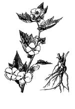 Иллюстрация к книге — Лечебные чаи, сборы, настои [img_9.jpg]