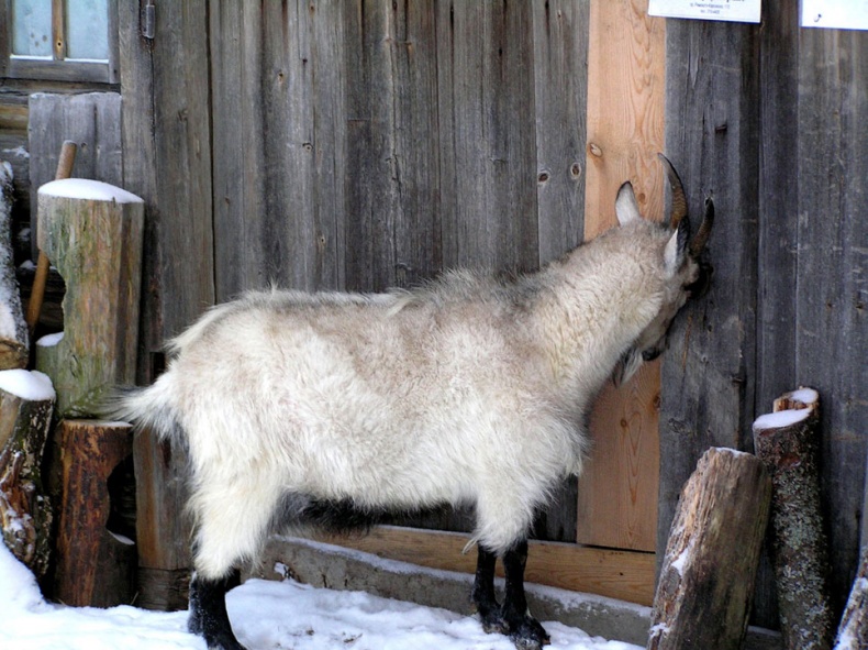 Иллюстрация к книге — Лечение козьим молоком [i_003.jpg]