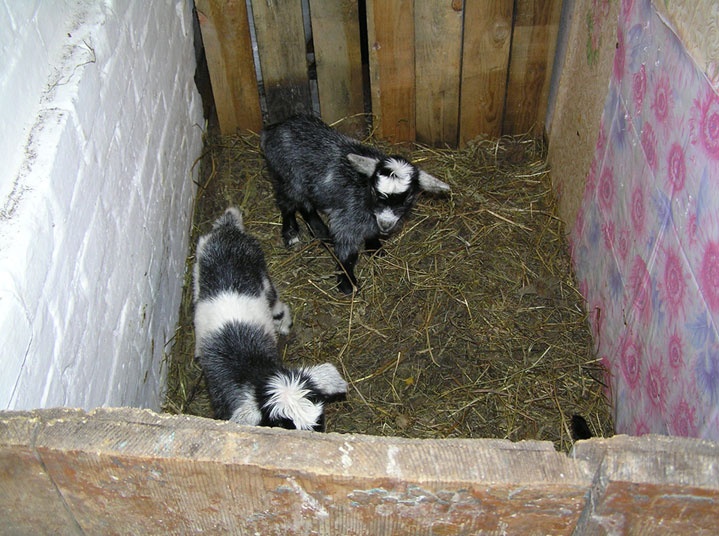 Иллюстрация к книге — Лечение козьим молоком [i_005.jpg]