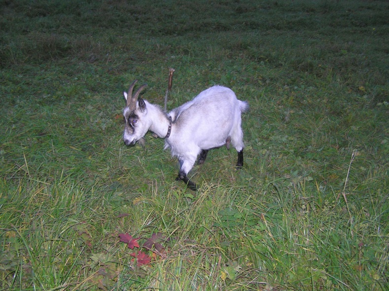 Иллюстрация к книге — Лечение козьим молоком [i_009.jpg]