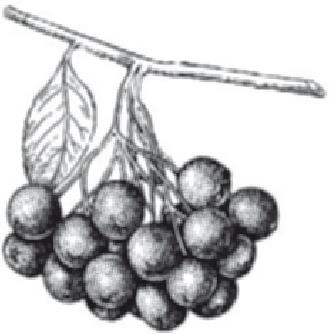 Иллюстрация к книге — Куркума-целитель. Большая книга лучших рецептов [i_007.jpg]