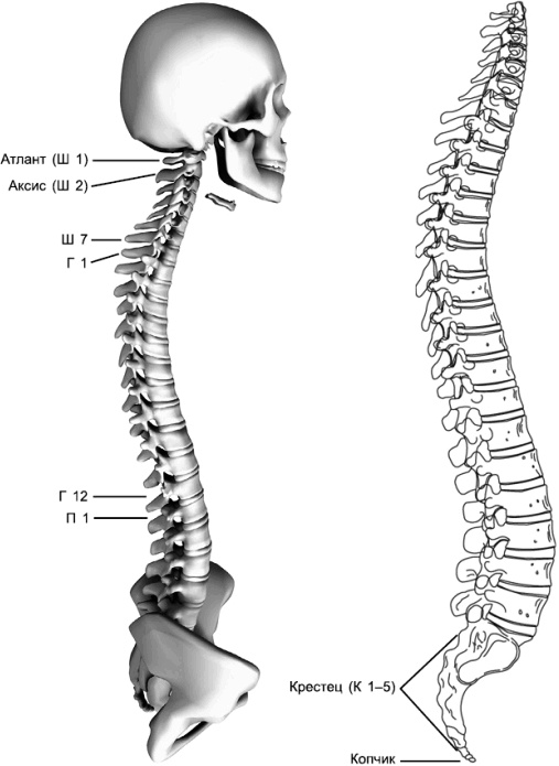 Иллюстрация к книге — Лечение позвоночника. Научитесь жить без боли в спине [_50601.jpg]