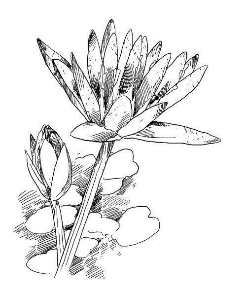 Иллюстрация к книге — Криптографические приключения. Таинственные шифры и математические задачи [i_028.jpg]