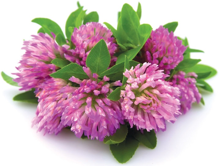 Иллюстрация к книге — Еда, меняющая жизнь. Откройте тайную силу овощей, фруктов, трав и специй [_93.jpg]