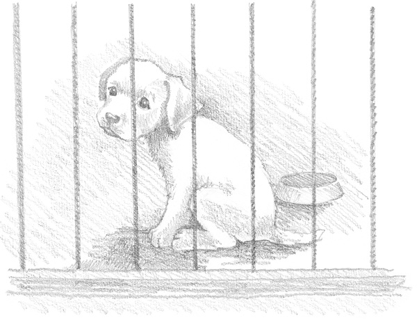 Иллюстрация к книге — Щенок Сэм, или Украденное счастье [block_00114483.jpg]