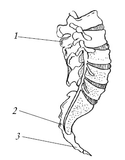 Иллюстрация к книге — Лечение спины и суставов. Новейшие рекомендации. Методы лечения. Советы специалистов [i_005.jpg]
