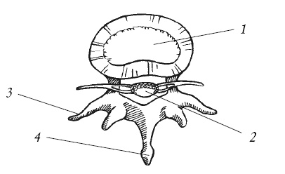 Иллюстрация к книге — Лечение спины и суставов. Новейшие рекомендации. Методы лечения. Советы специалистов [i_006.jpg]