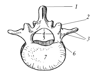 Иллюстрация к книге — Лечение спины и суставов. Новейшие рекомендации. Методы лечения. Советы специалистов [i_008.jpg]