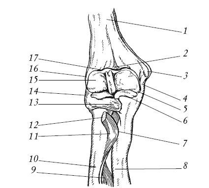 Иллюстрация к книге — Лечение спины и суставов. Новейшие рекомендации. Методы лечения. Советы специалистов [i_012.jpg]