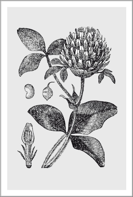 Иллюстрация к книге — Царство врачебных трав и растений. Книга практических советов. Сочинение доктора Смельского 1870 г. [autogen_ebook_id0.jpg]