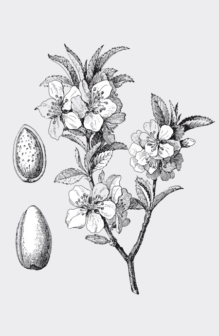 Иллюстрация к книге — Царство врачебных трав и растений. Книга практических советов. Сочинение доктора Смельского 1870 г. [autogen_ebook_id11.jpg]