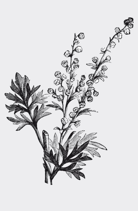 Иллюстрация к книге — Царство врачебных трав и растений. Книга практических советов. Сочинение доктора Смельского 1870 г. [autogen_ebook_id19.jpg]